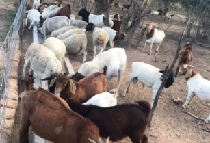 Buy Boer Goats/Kalahari Red goats online