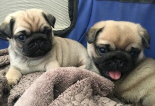 Male and female pug puppies