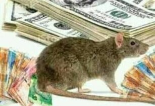 Spiritual Rats That Bring Money Same Day For Hire Call On +27780121372 in Johannesburg Canada Dubai Norway Malaysia Singapore oman Bahrain