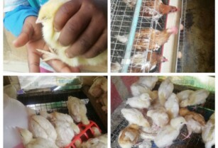 We are into Poultry Farming,Poultry Setup,Repair and Maintenance – CALL 08137053768