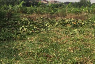 FOR SALE – Half Plot of Land  at Okeira, Ogba-Ikeja (Call 08140233971)